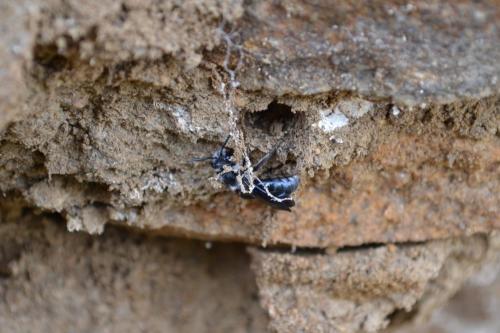 Réf. 200 540 : Andrena agilissima
